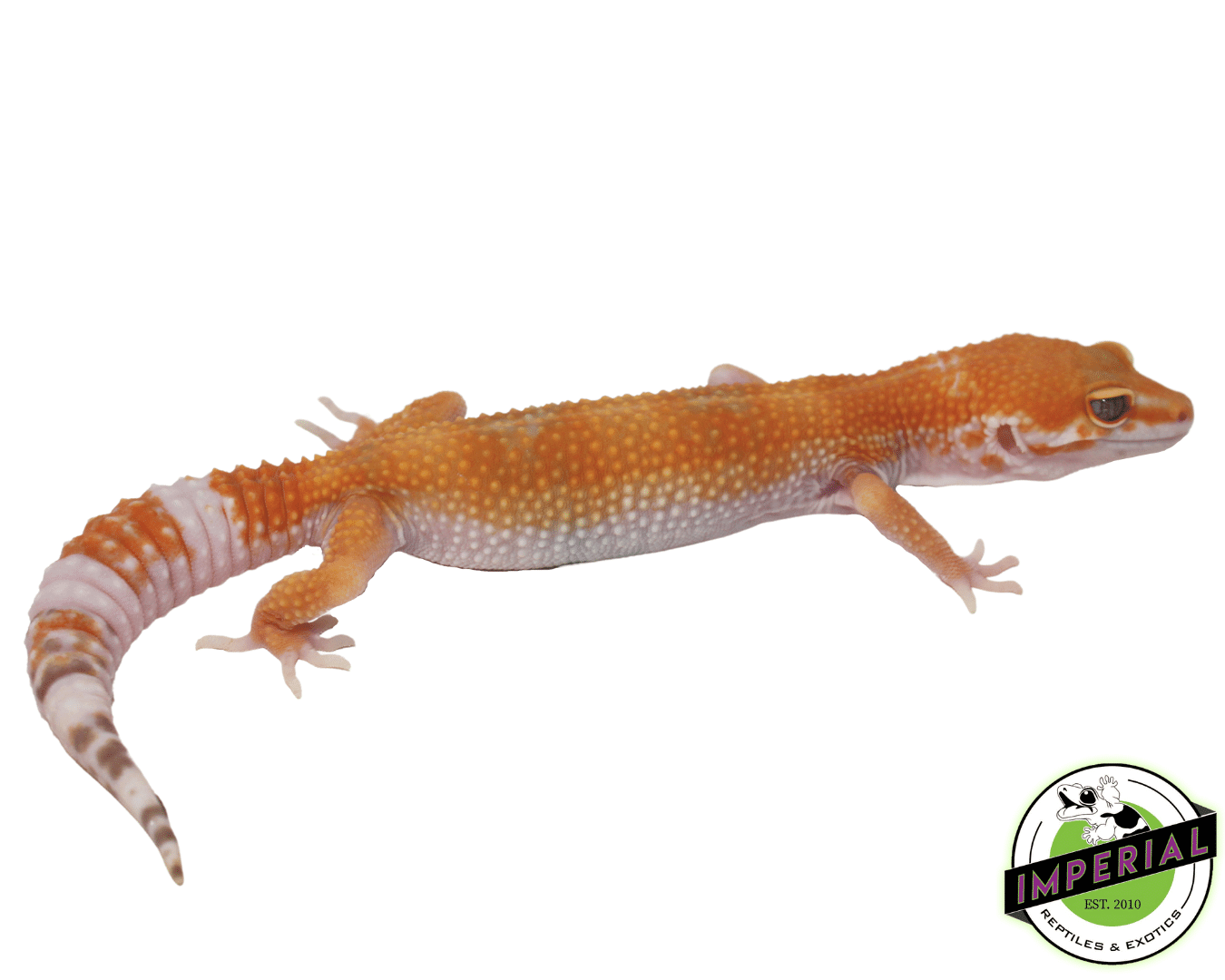 OG Sunglow Leopard Gecko Adult — image 3