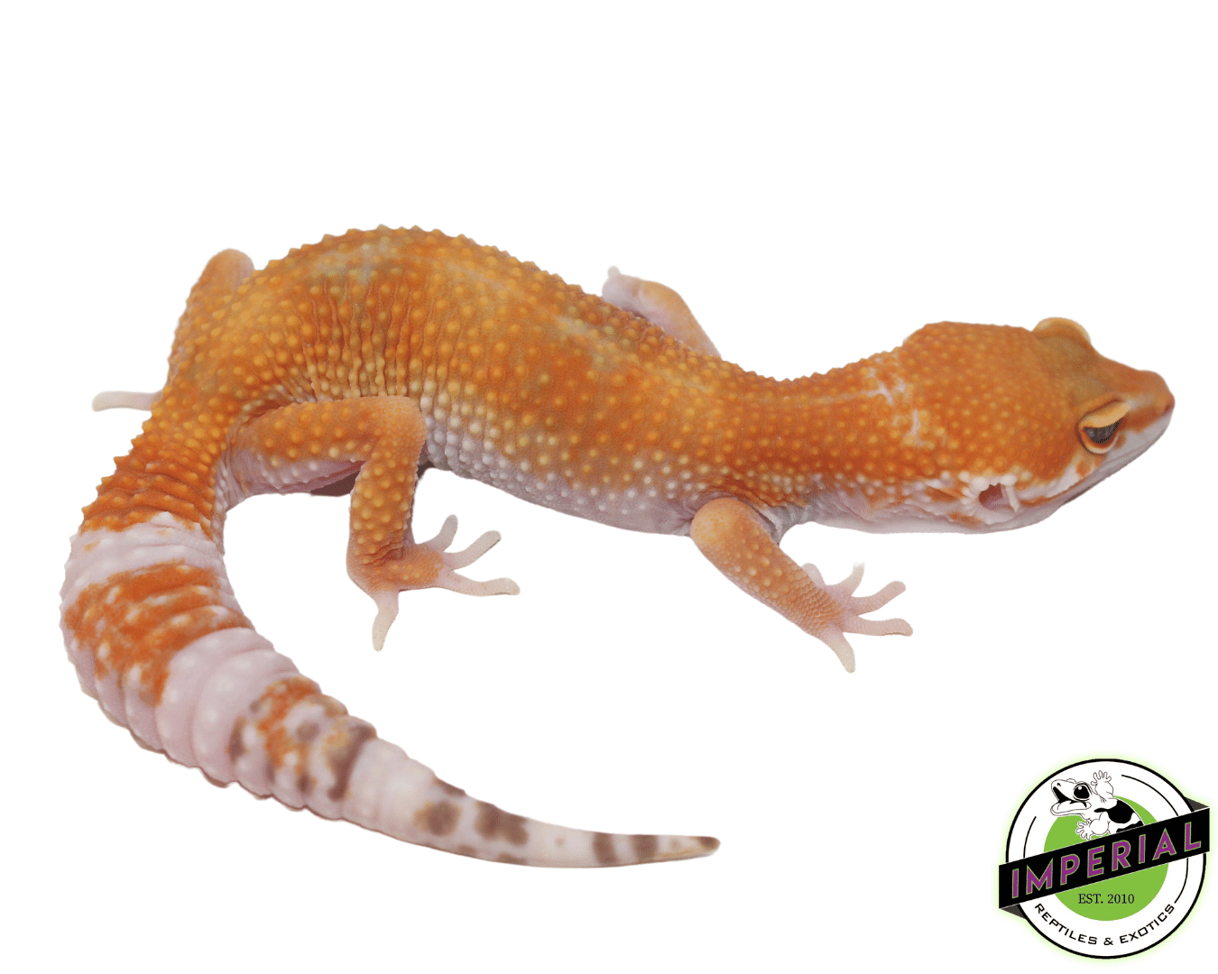 OG Sunglow Leopard Gecko Adult — image 2