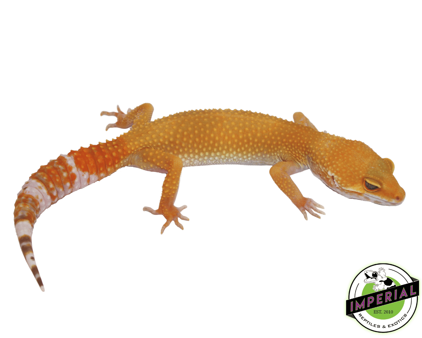 OG Sunglow Leopard Gecko Adult