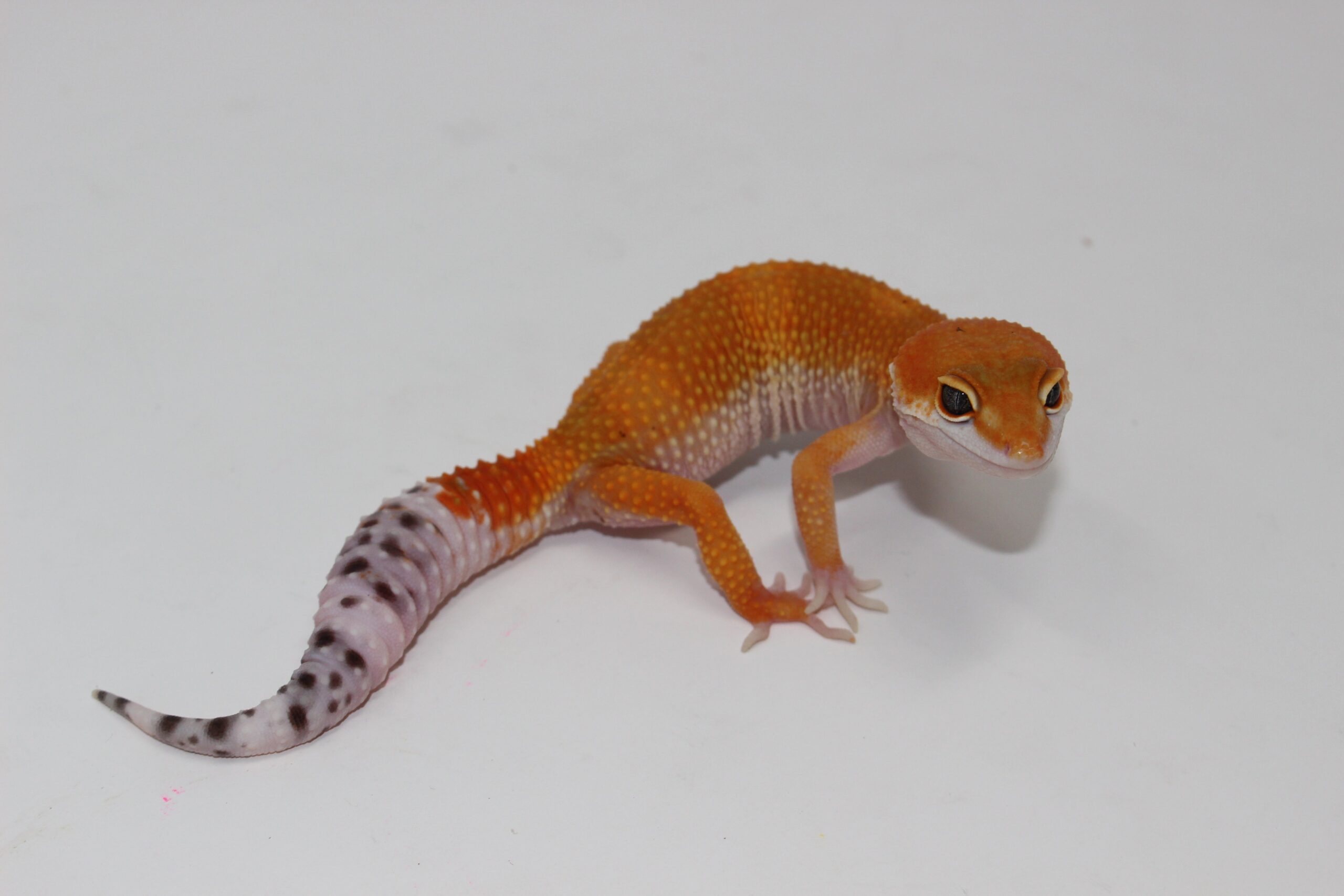 OG Tang x Pacific Green Leopard Gecko Sub Adult — image 2
