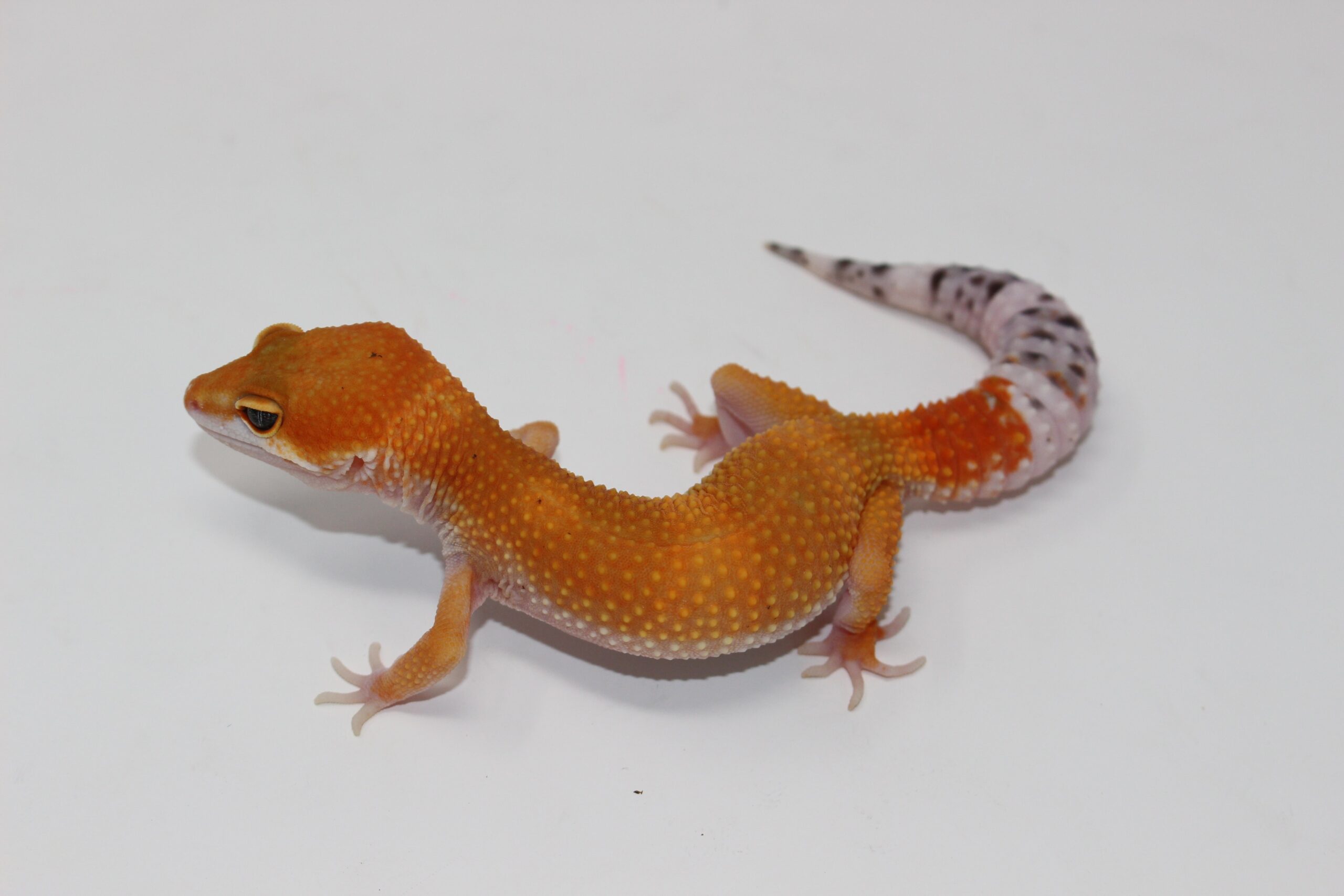 OG Tang x Pacific Green Leopard Gecko Sub Adult — image 3