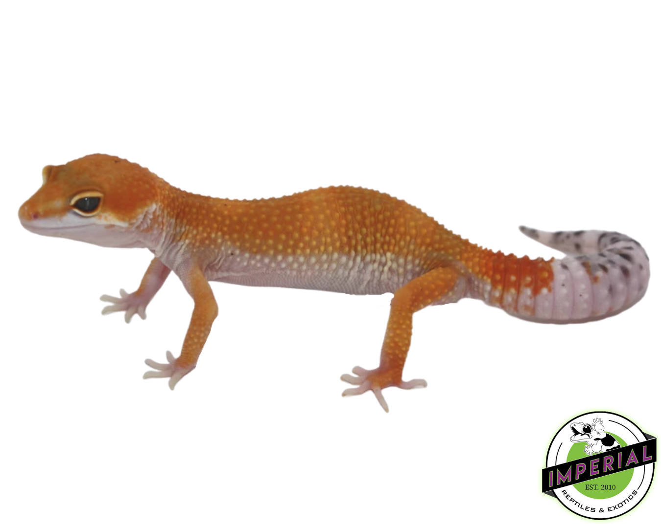 OG Tang x Pacific Green Leopard Gecko Sub Adult