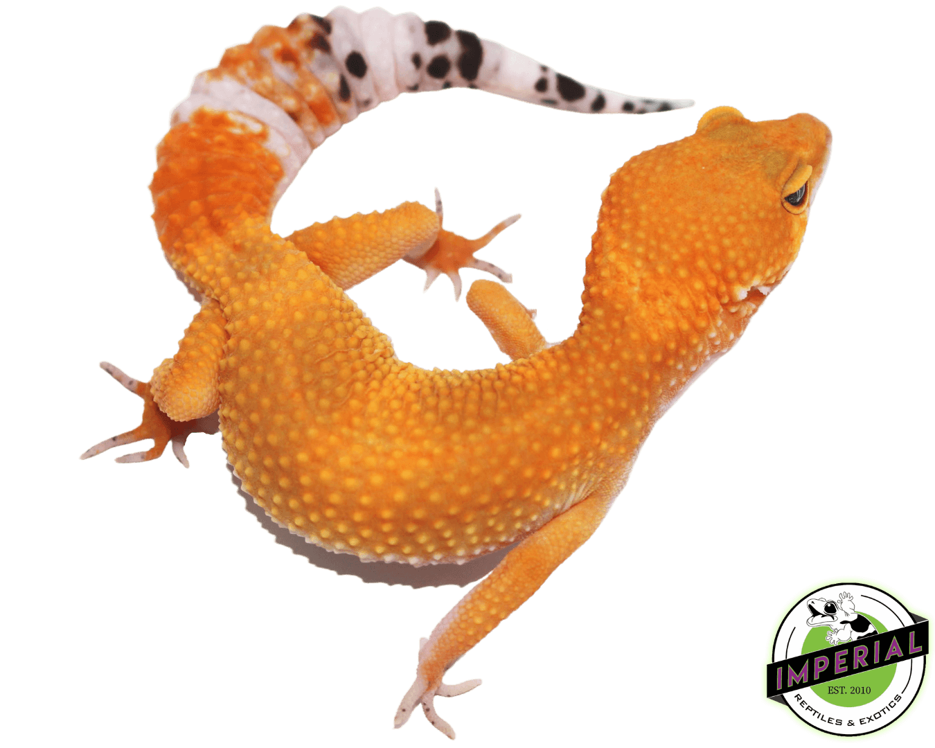 OG Tangerine Het Tremper Leopard Gecko Adult — image 2