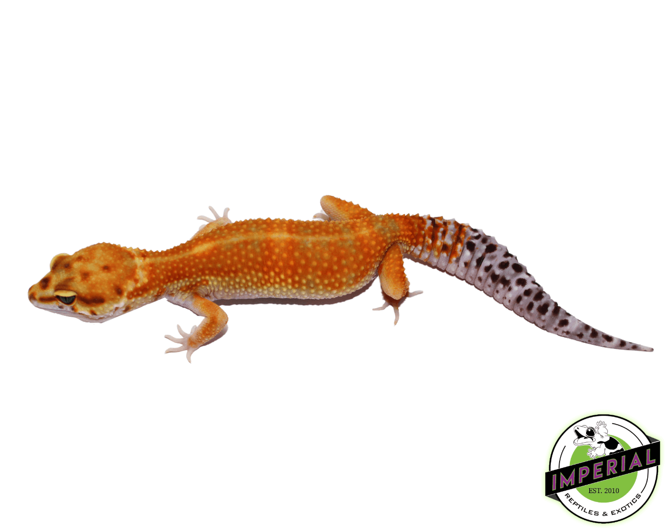OG Tangerine Leopard Gecko Adult Female (#32323-01) — image 2