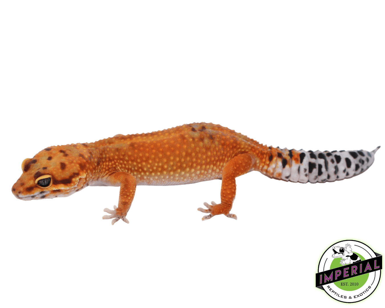 OG Tangerine Leopard Gecko Adult Female (#32323-02)