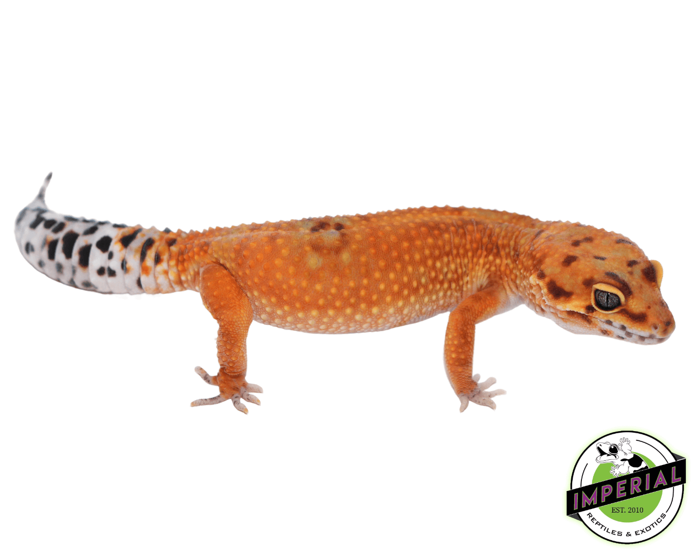OG Tangerine Leopard Gecko Adult Female (#32323-02) — image 2