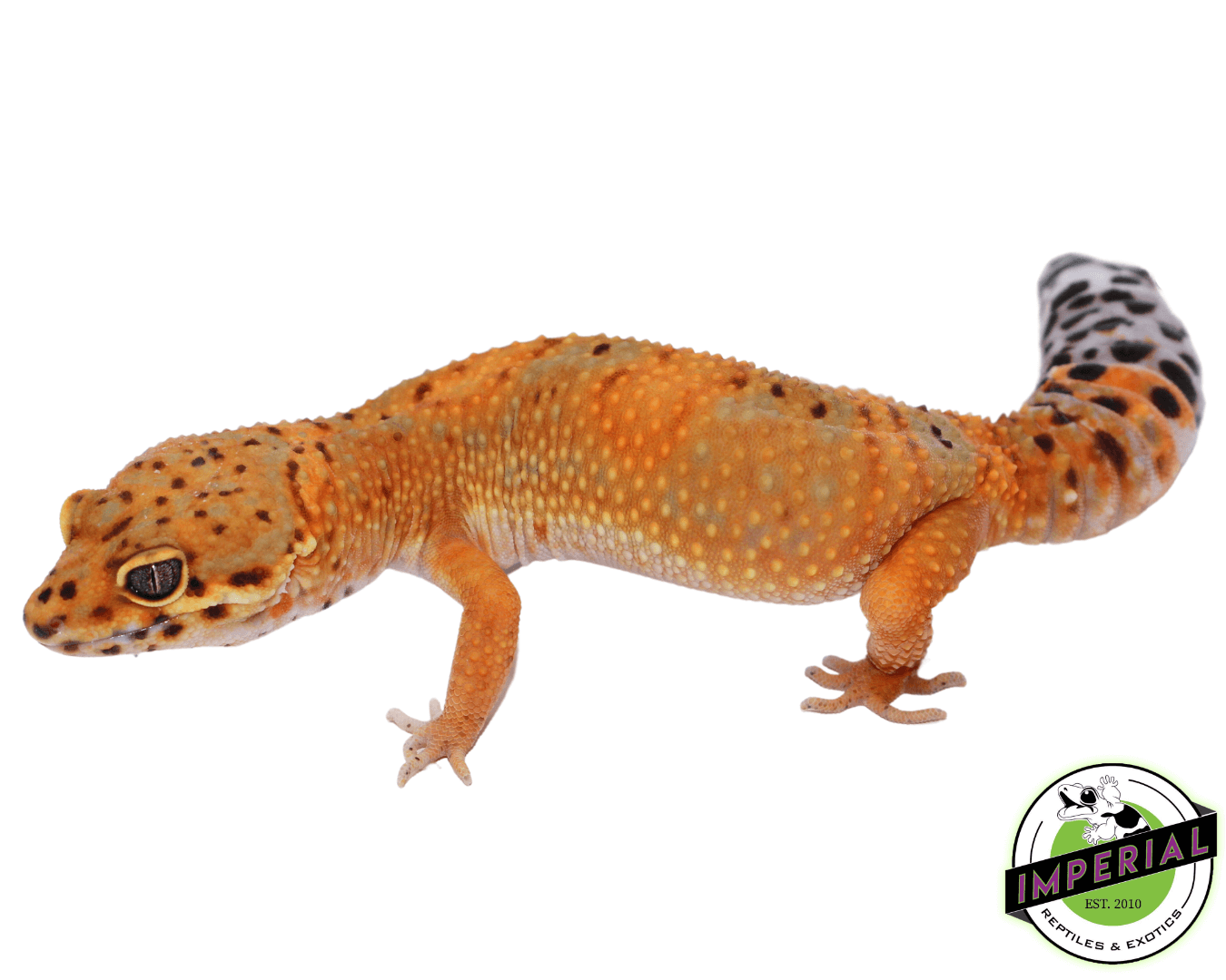 OG Tangerine Leopard Gecko Adult Female (#32323-03) — image 2