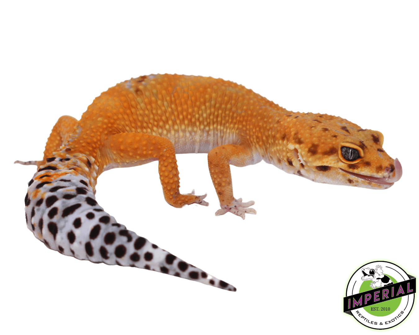 OG Tangerine Leopard Gecko Adult Female (#32323-05)