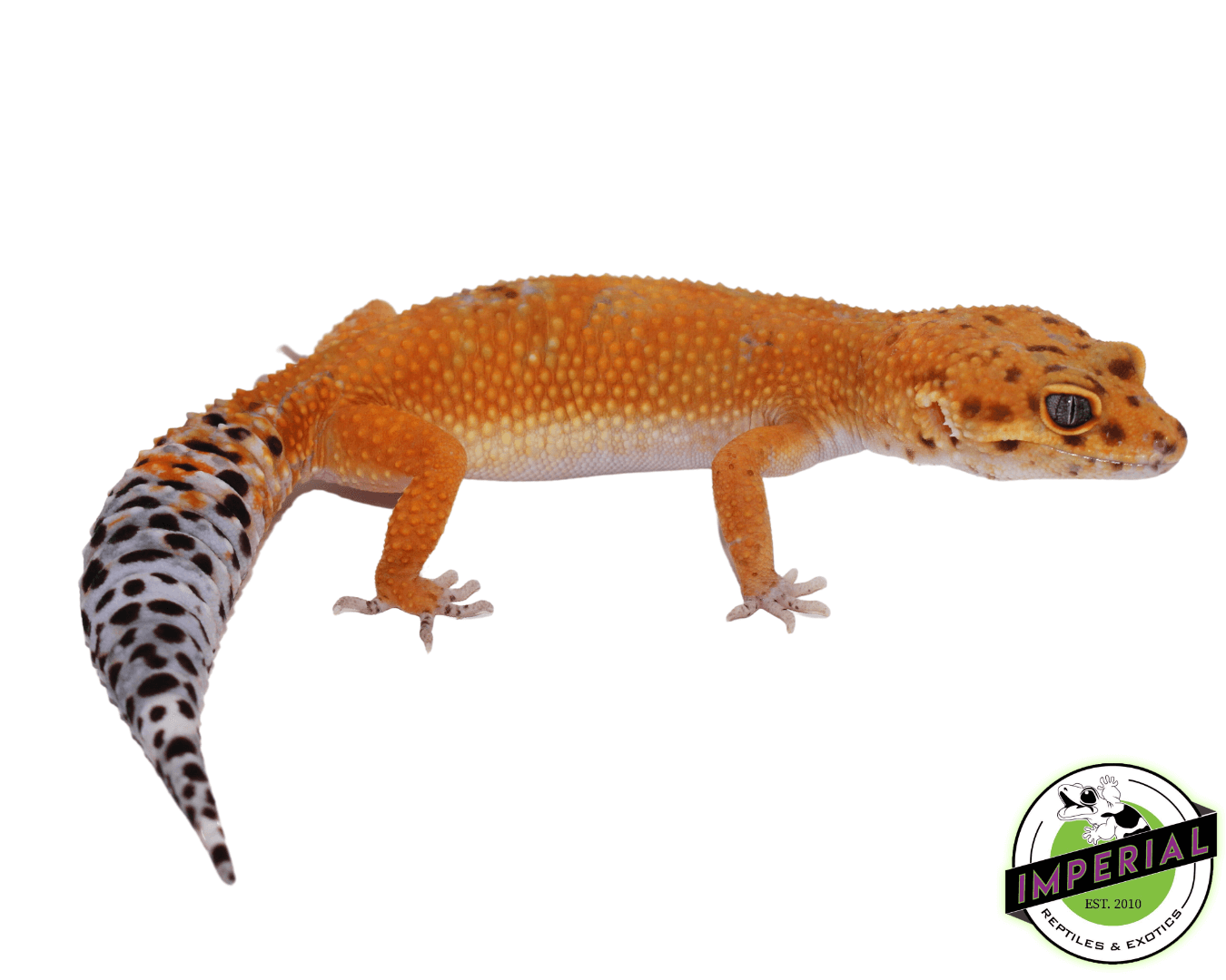 OG Tangerine Leopard Gecko Adult Female (#32323-05) — image 2