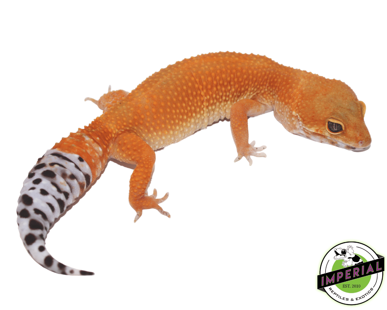 OG Tangerine Leopard Gecko Adult