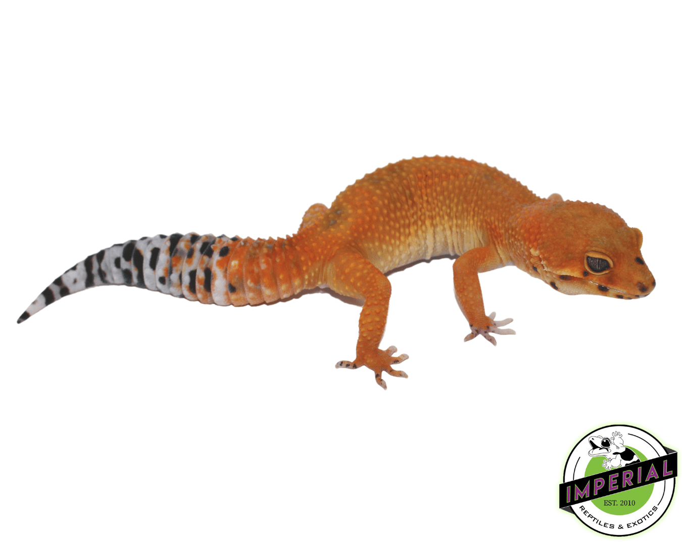 OG Tangerine Leopard Gecko Adult — image 2