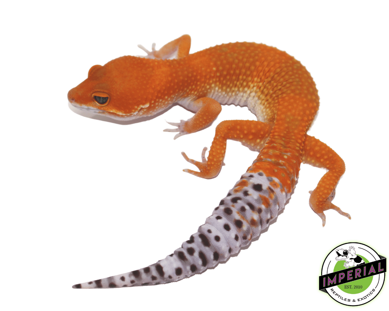OG Tangerine Leopard Gecko Adult — image 3