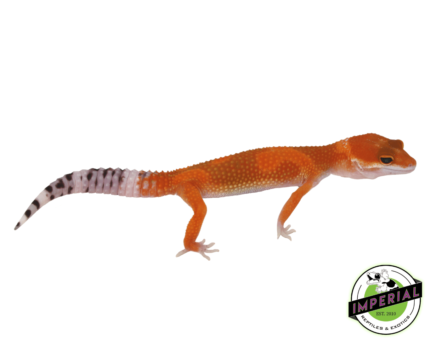 OG Tangerine Leopard Gecko Baby