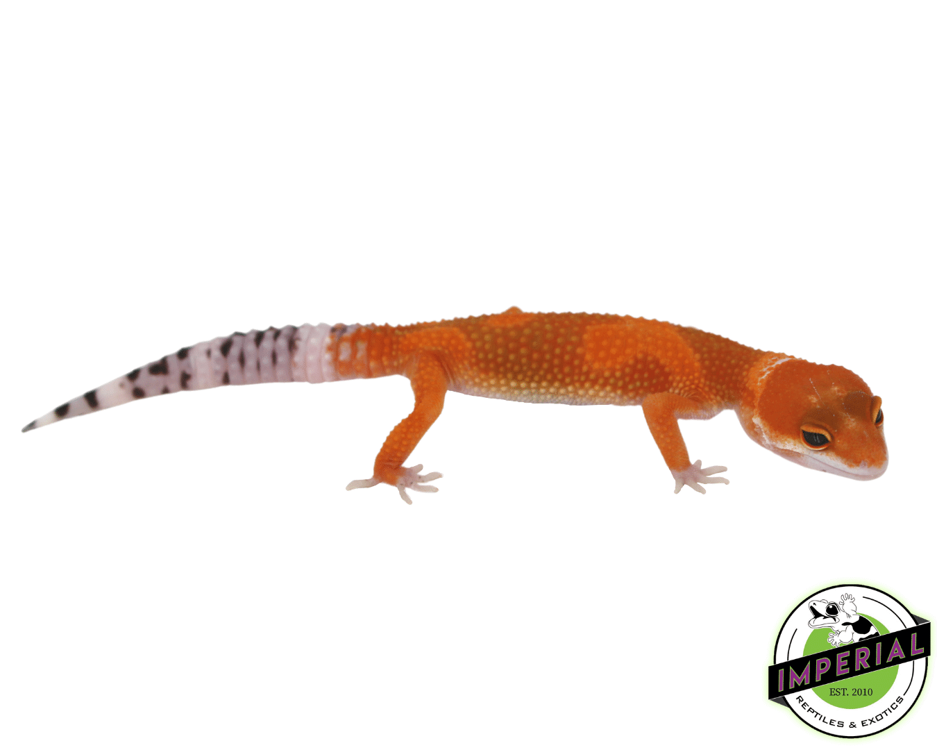 OG Tangerine Leopard Gecko Baby — image 2