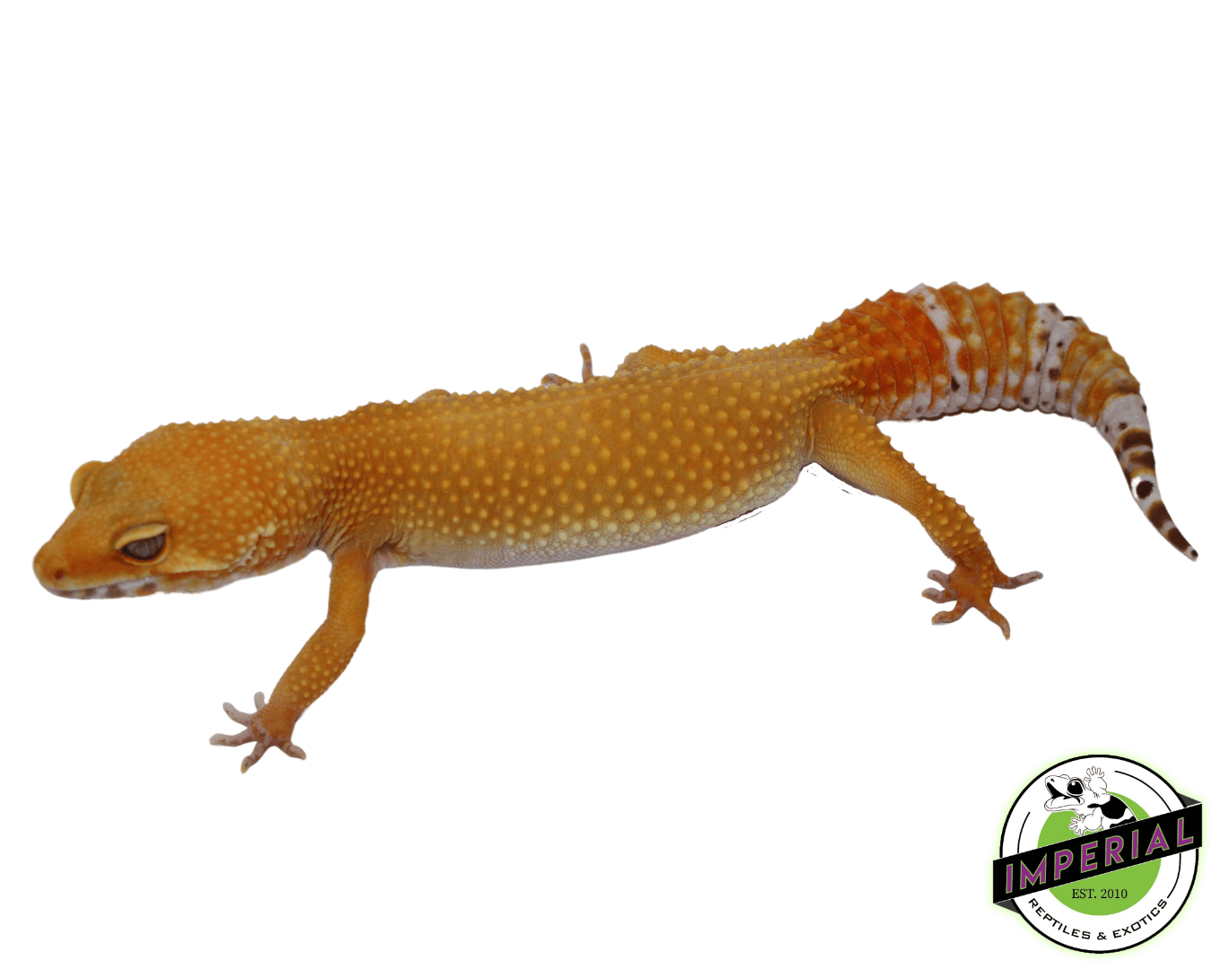 OG Tremper Sunglow Leopard Gecko Adult Female