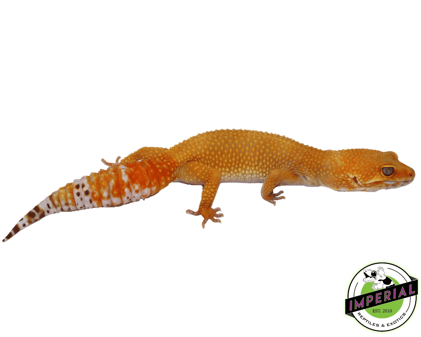 OG Tremper Sunglow Leopard Gecko Adult Female — image 2