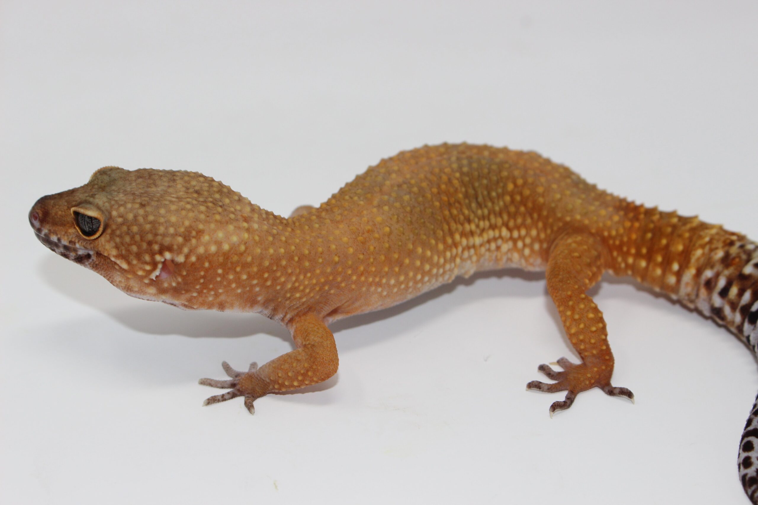 OG x Blood Tang Leopard Gecko Adult — image 2