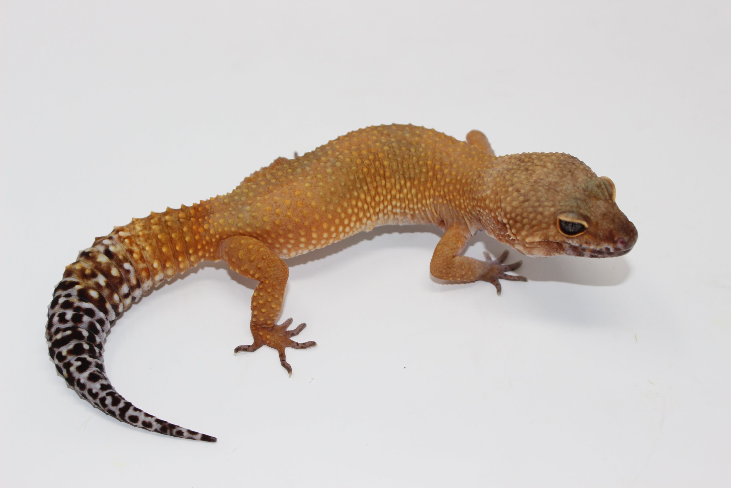 OG x Blood Tang Leopard Gecko Adult — image 3