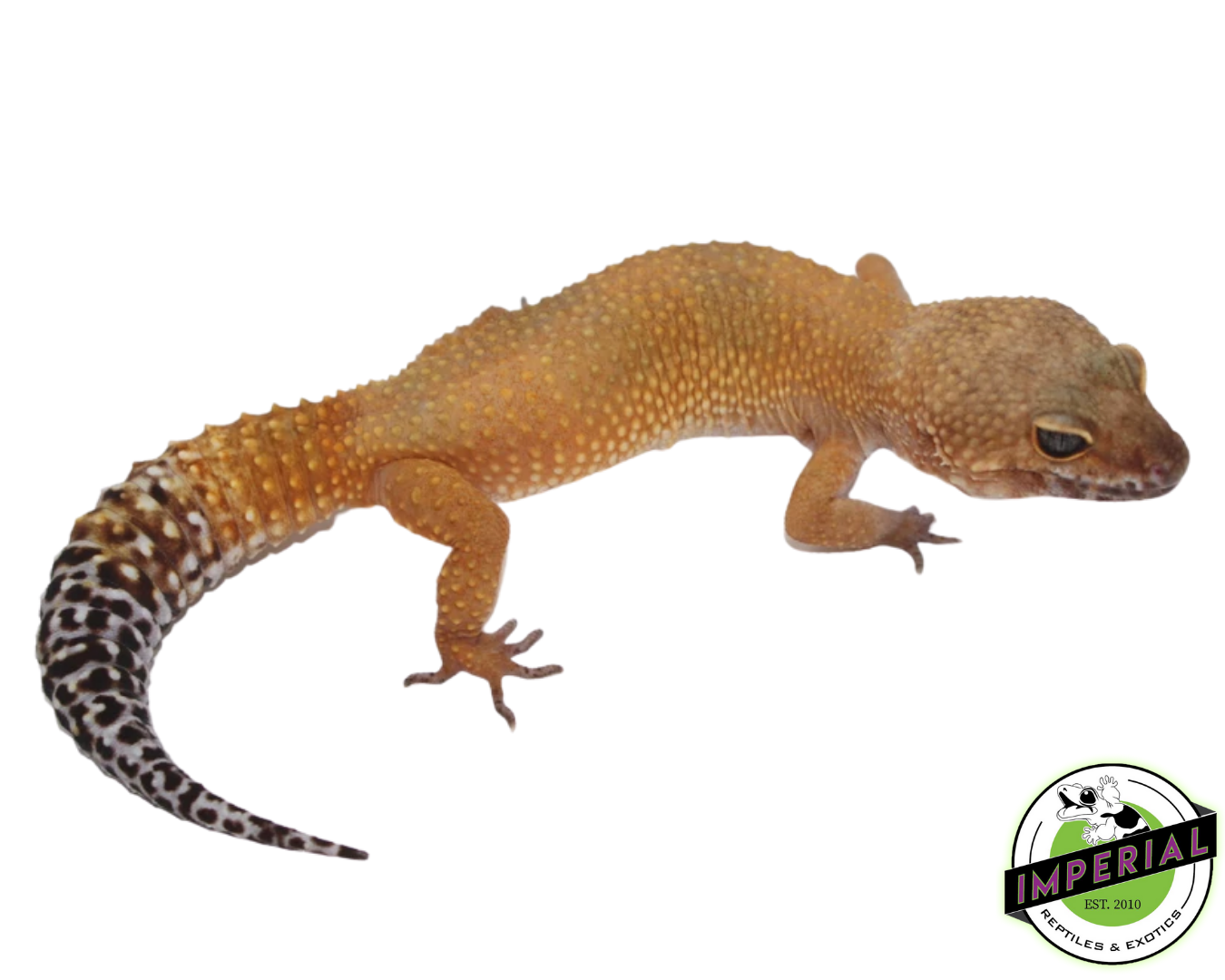 OG x Blood Tang Leopard Gecko Adult