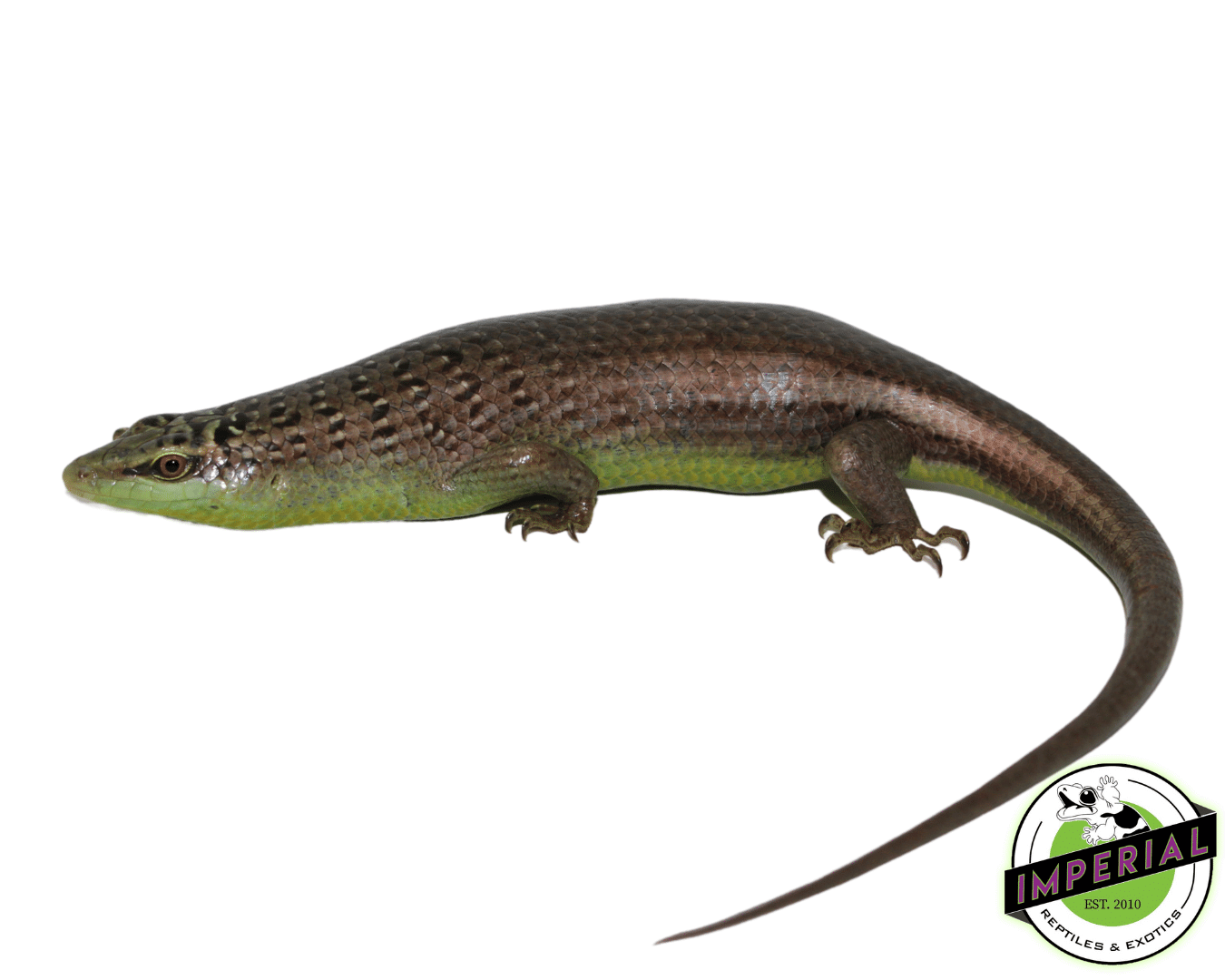 Olive Tree Skink