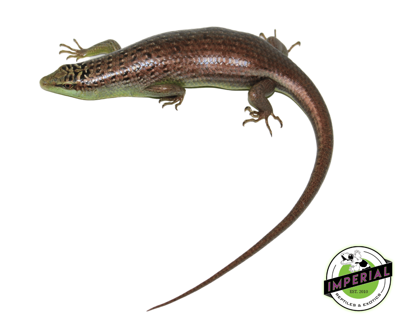 Olive Tree Skink — image 2