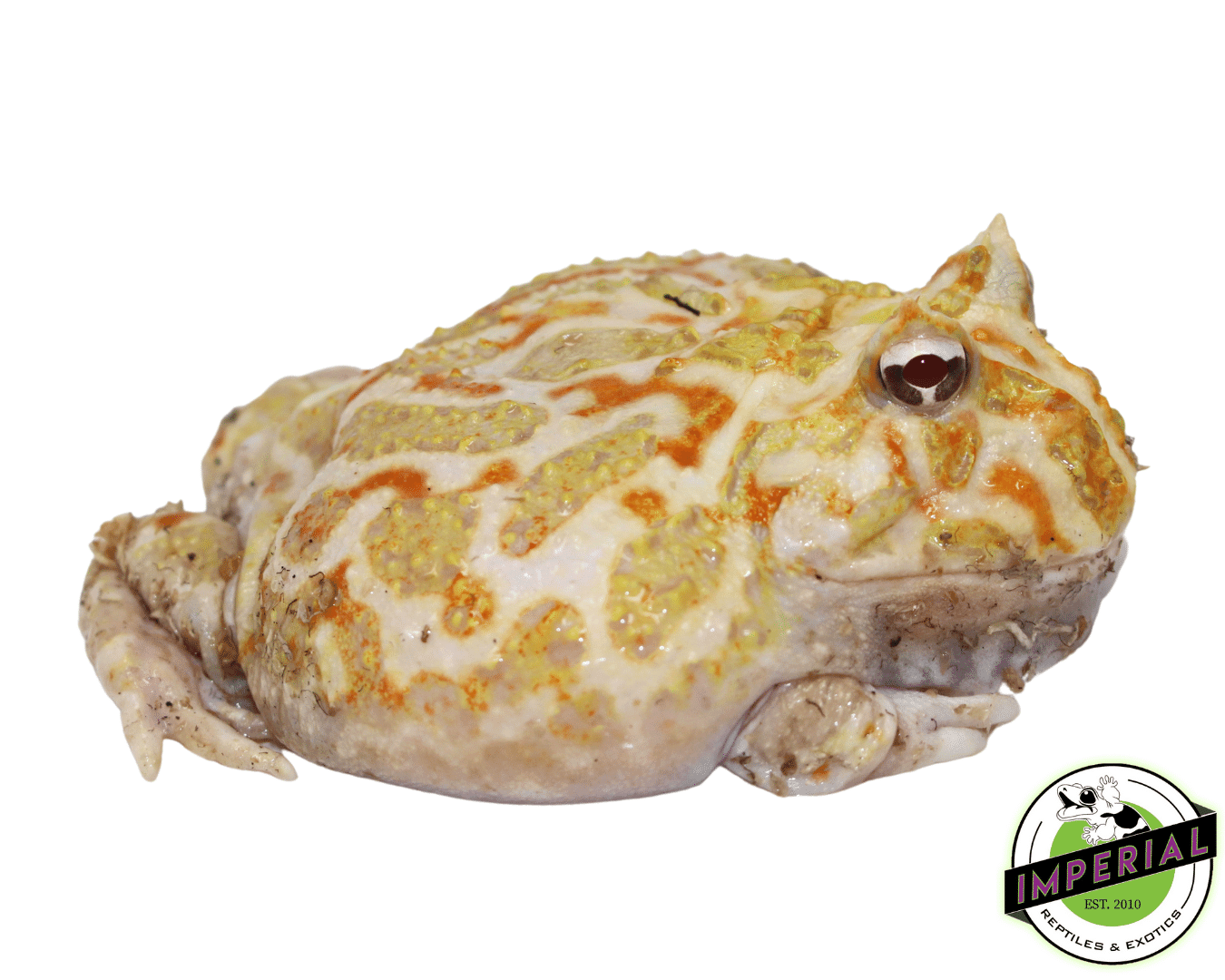 "Orange and White" Mutant Pacman Frog Young Adult Male #3