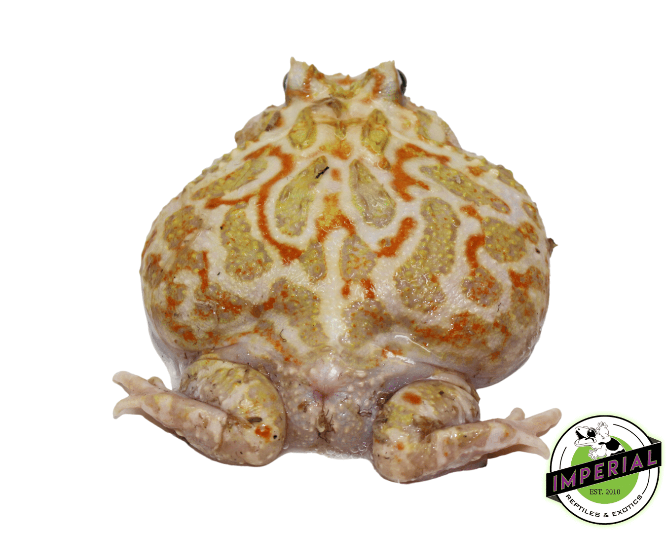 "Orange and White" Mutant Pacman Frog Young Adult Male #3 — image 2