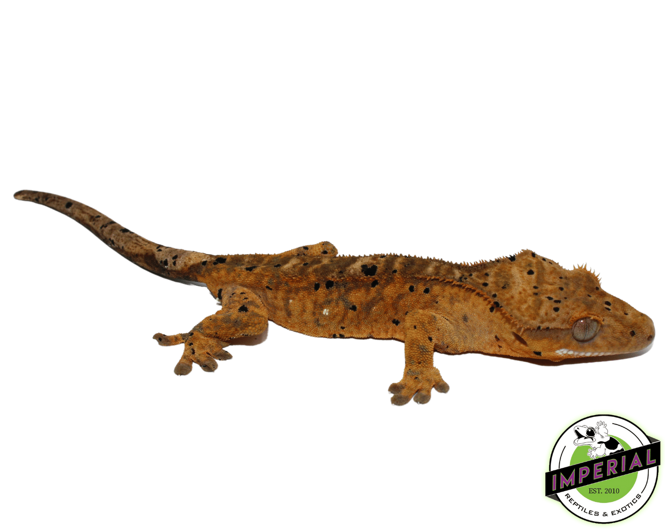 Orange Base Dalmatian Crested Gecko (#101223-I38) — image 2