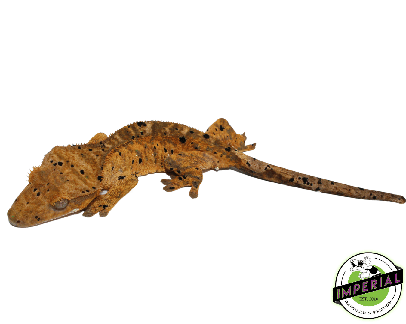 Orange Base Dalmatian Crested Gecko (#101223-I38)