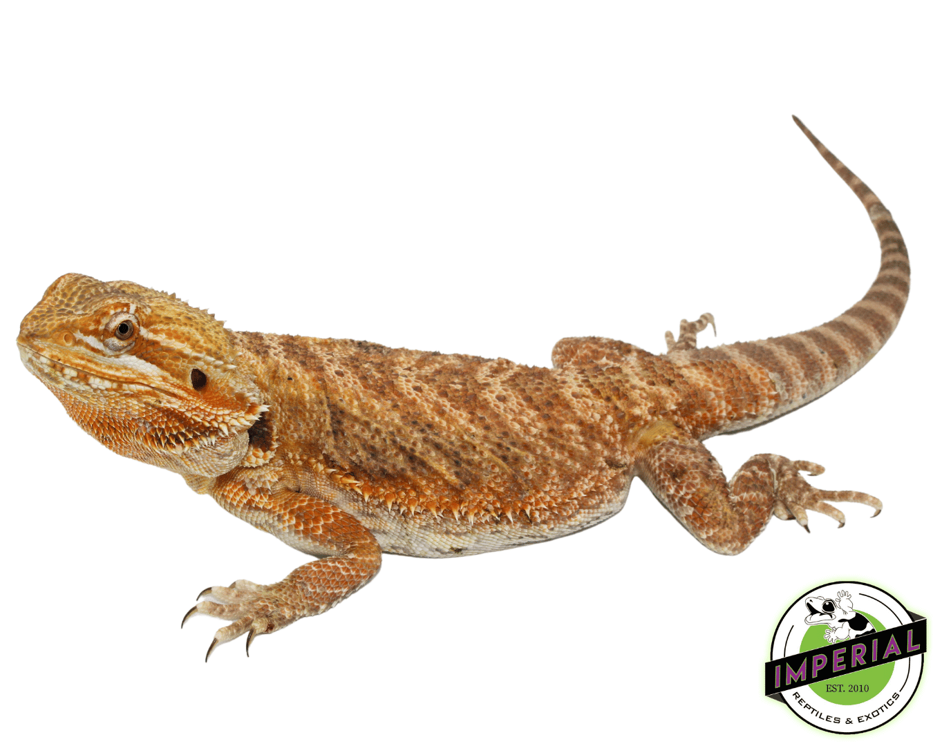 Orange Bearded Dragon Adult