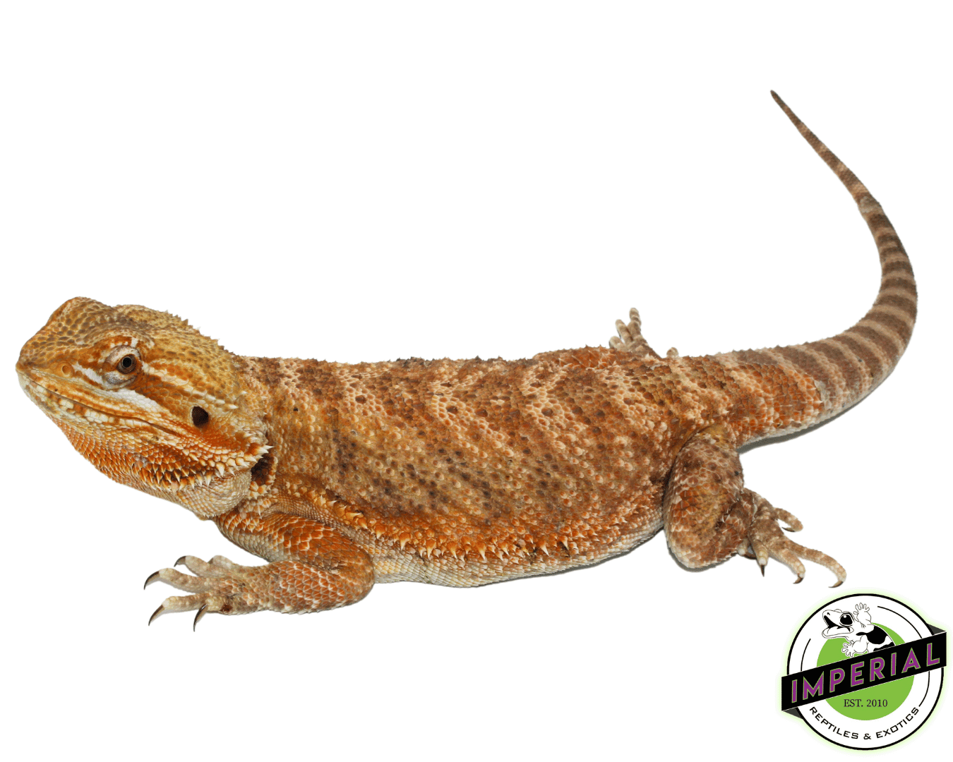 Orange Bearded Dragon Adult — image 2