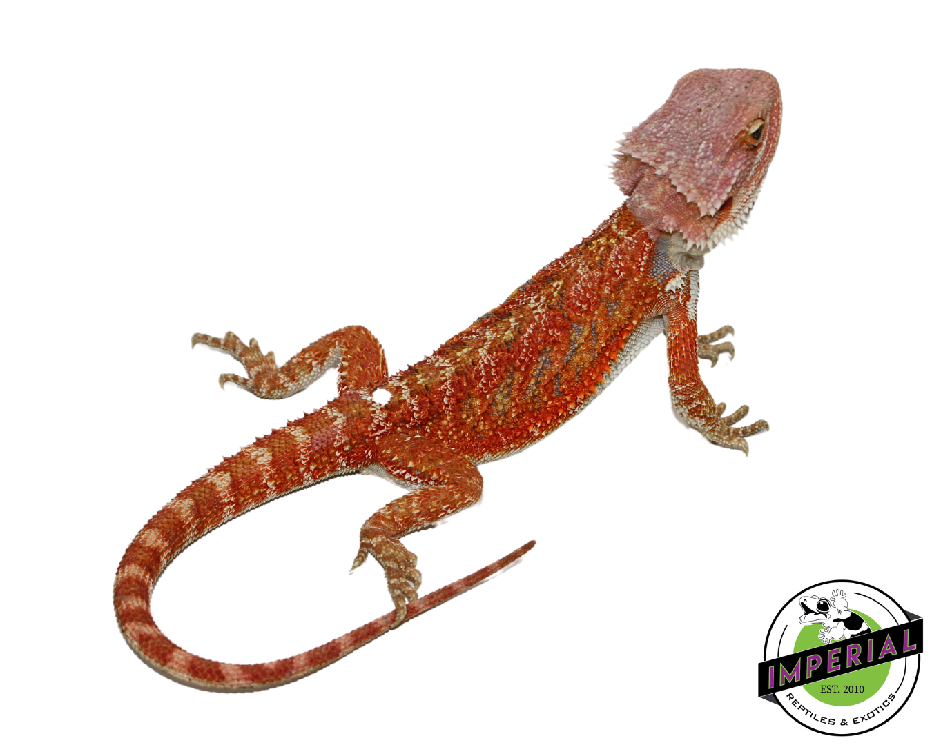 "Orange Crush" Hypo Bearded Dragon Male (#111424-13)