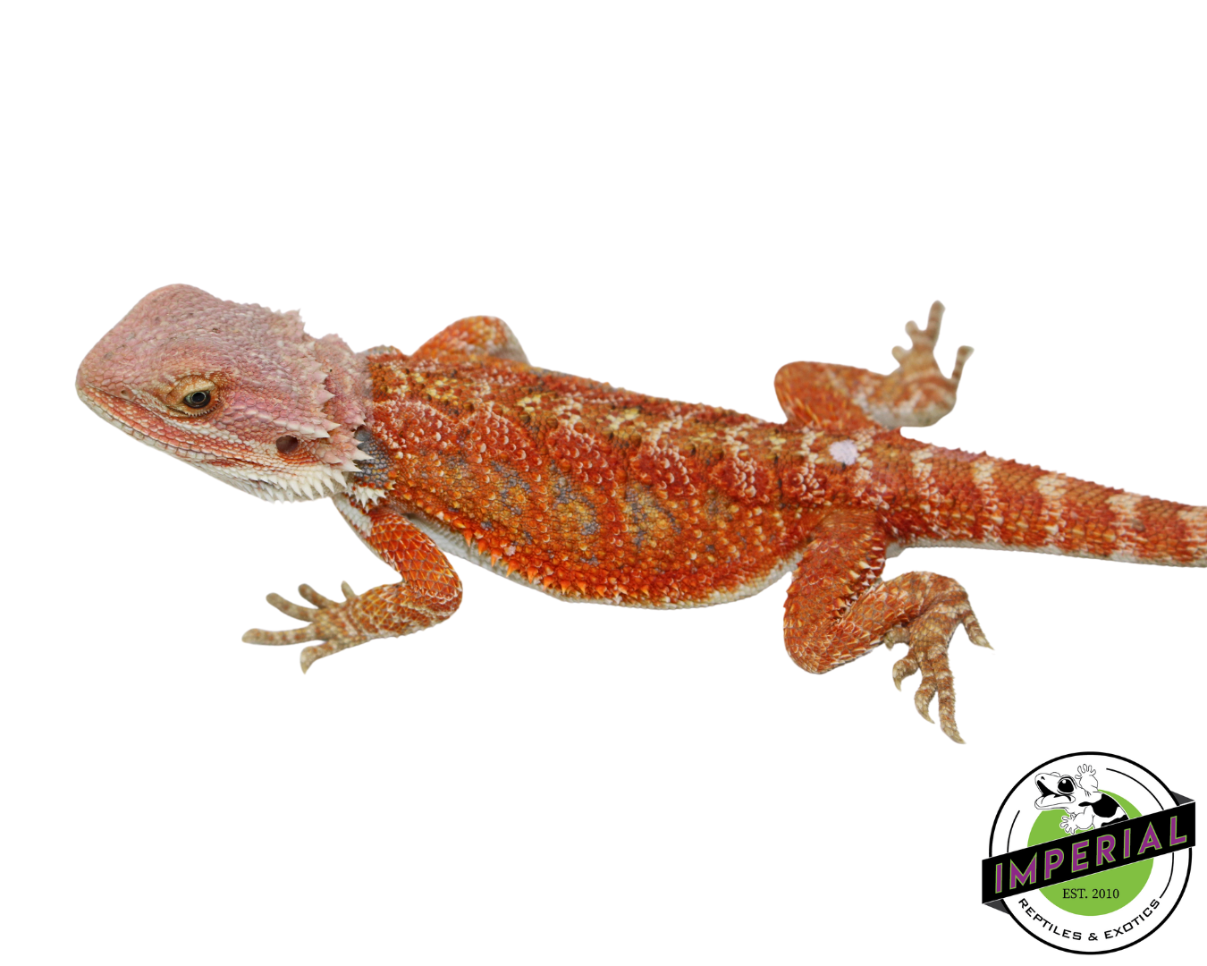 "Orange Crush" Hypo Bearded Dragon Male (#111424-13) — image 2