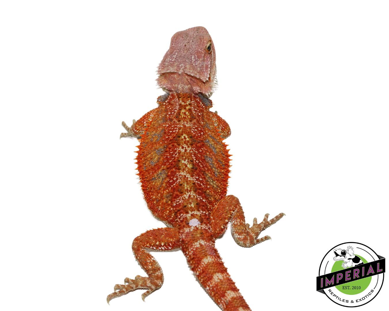 "Orange Crush" Hypo Bearded Dragon Male (#111424-13) — image 3
