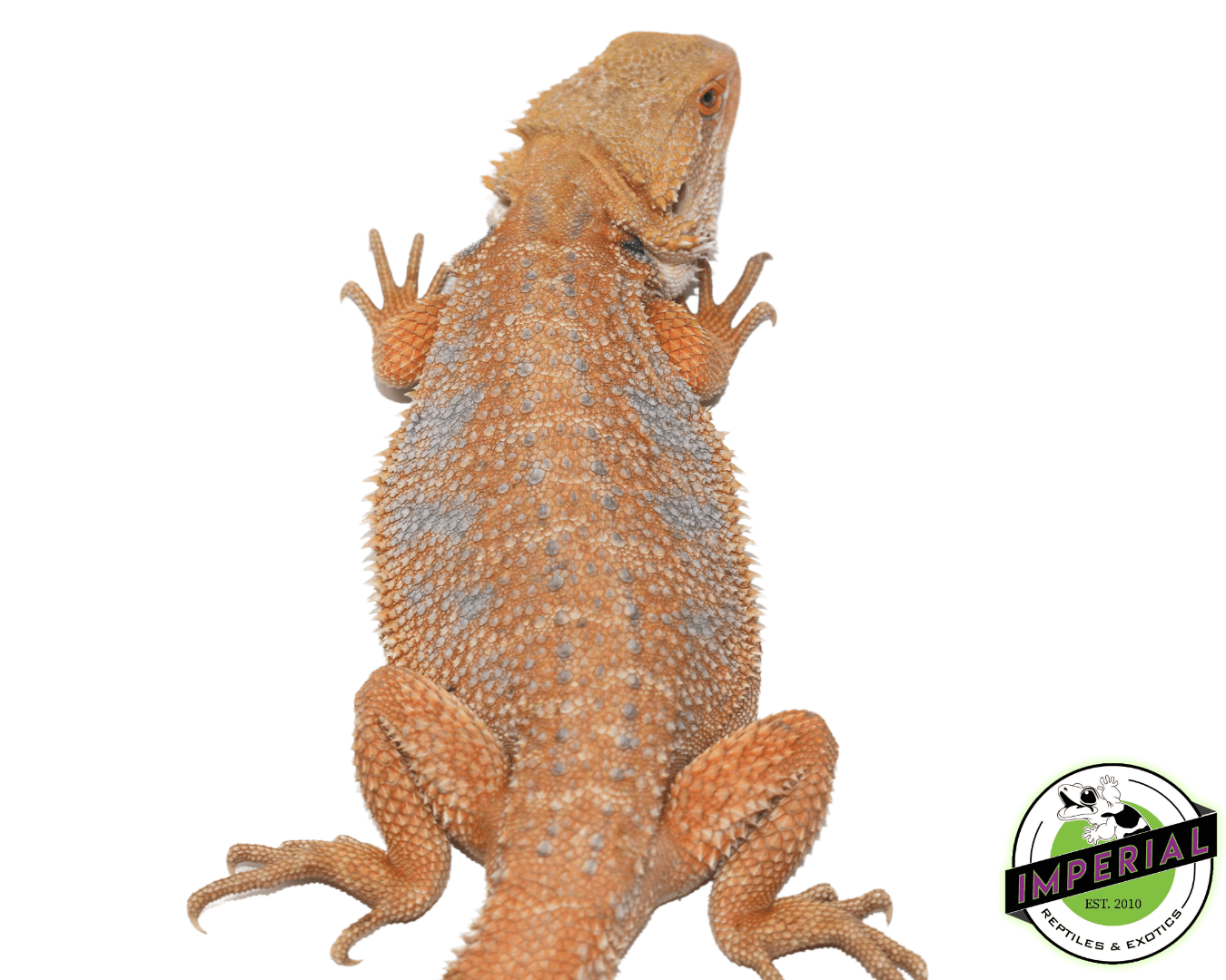 Orange Crush Hypo Bearded Dragon Young Adult Female — image 2