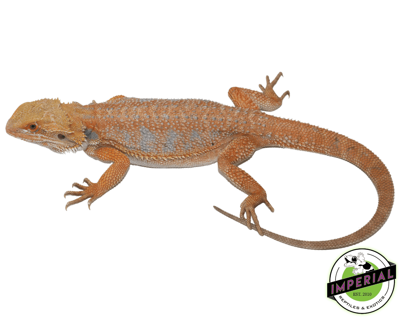 Orange Crush Hypo Bearded Dragon Young Adult Female
