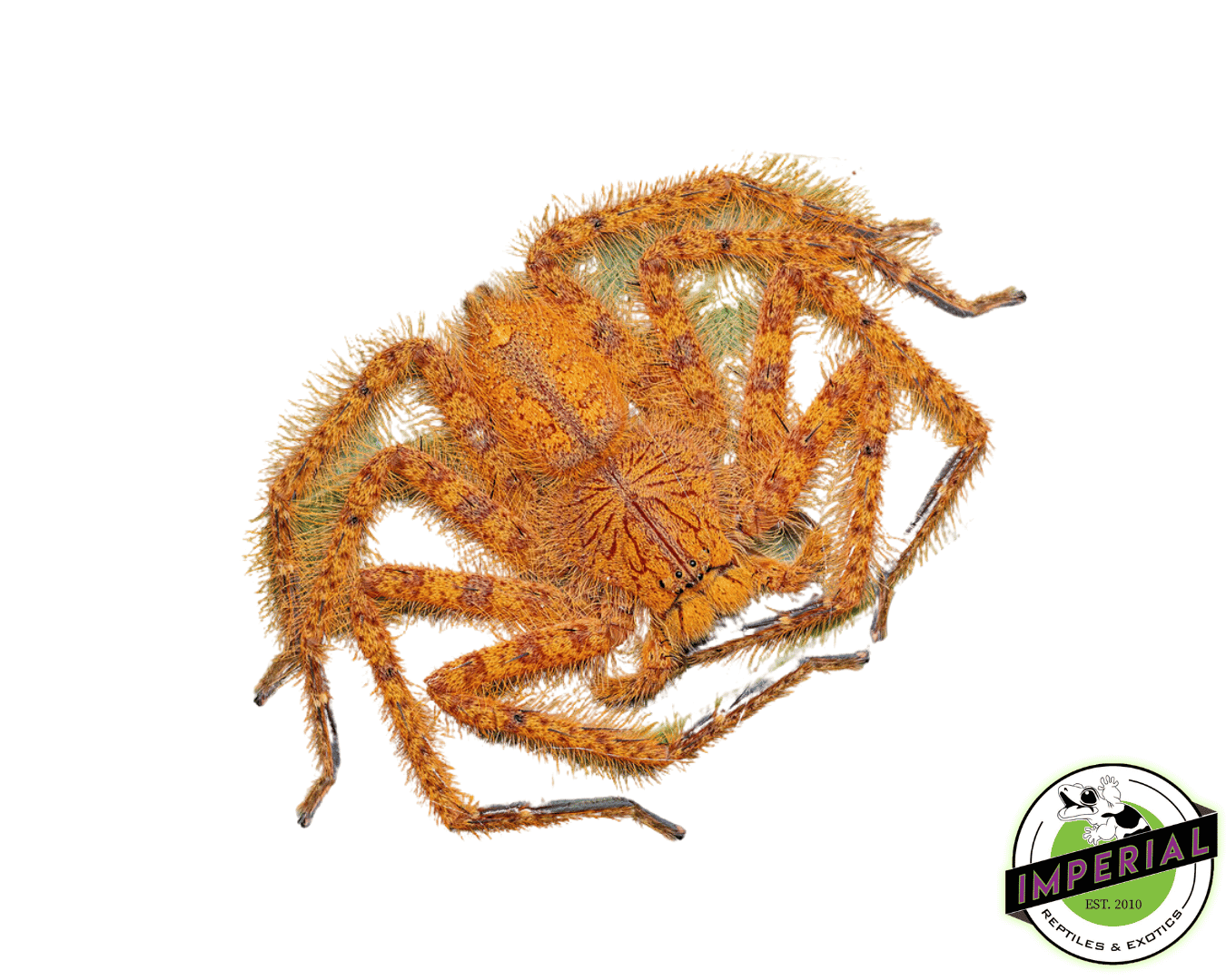 Orange (David bowie) Huntsman Spider