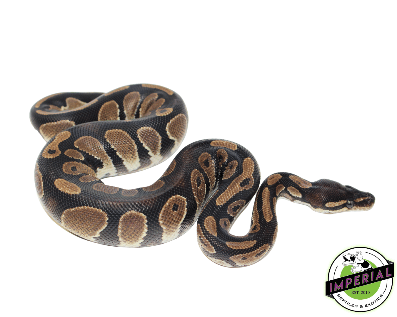 Orange Dream Black Head Ball Python — image 2