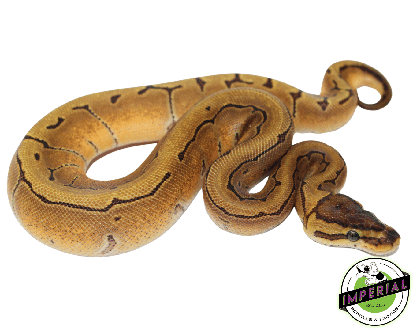 Orange Dream Enchi Pinstripe Ball Python