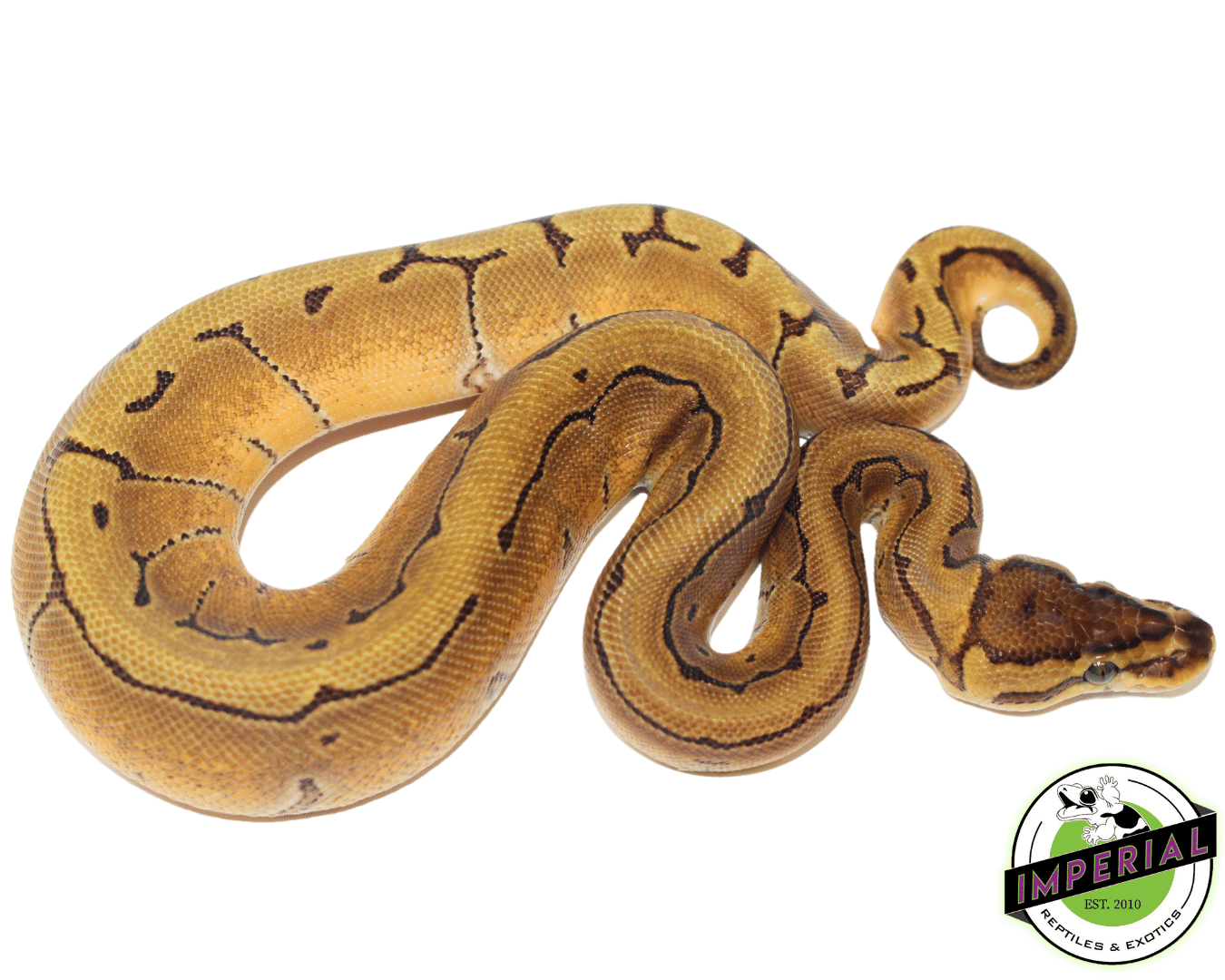 Orange Dream Enchi Pinstripe Ball Python — image 2