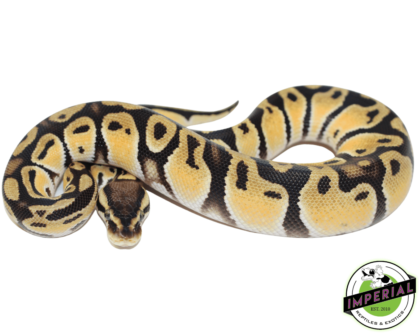Orange Dream Fire Ball Python