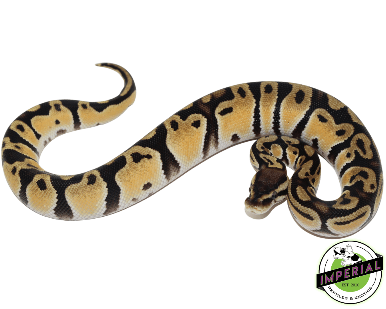 Orange Dream Fire Ball Python — image 2