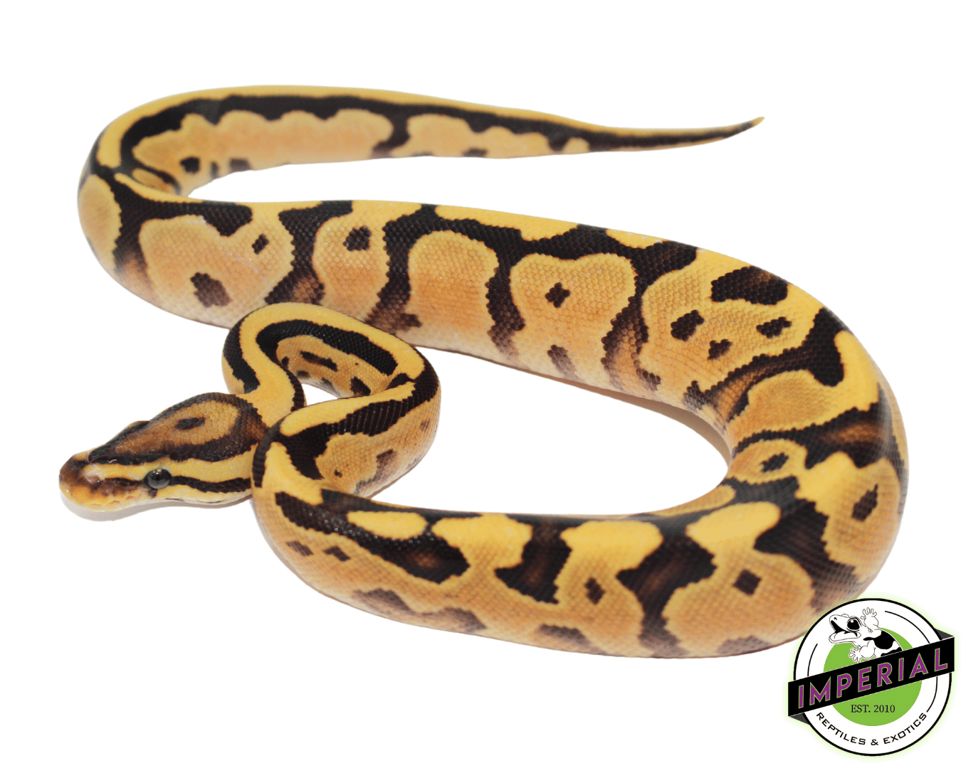 Orange Dream Fire Yellowbelly Ball Python Baby — image 2
