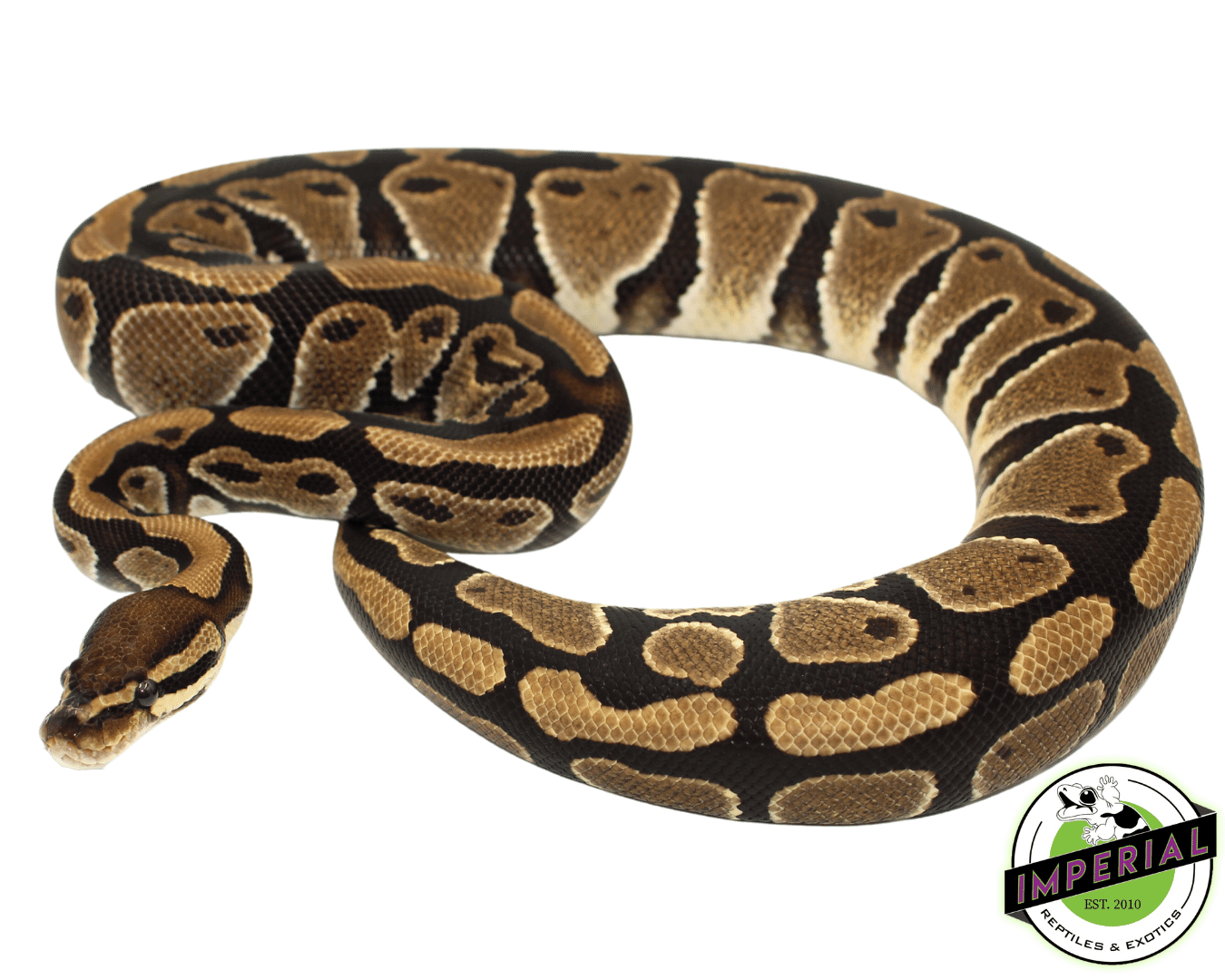 Orange Dream het. Clown Young Adult Female