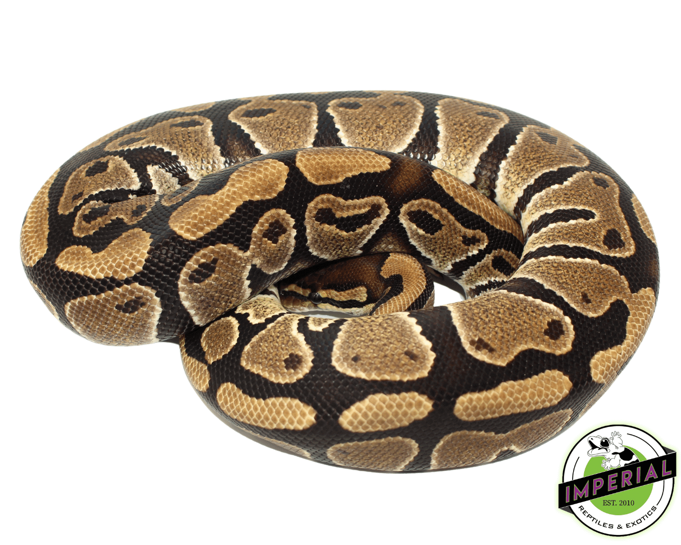 Orange Dream het. Clown Young Adult Female — image 2