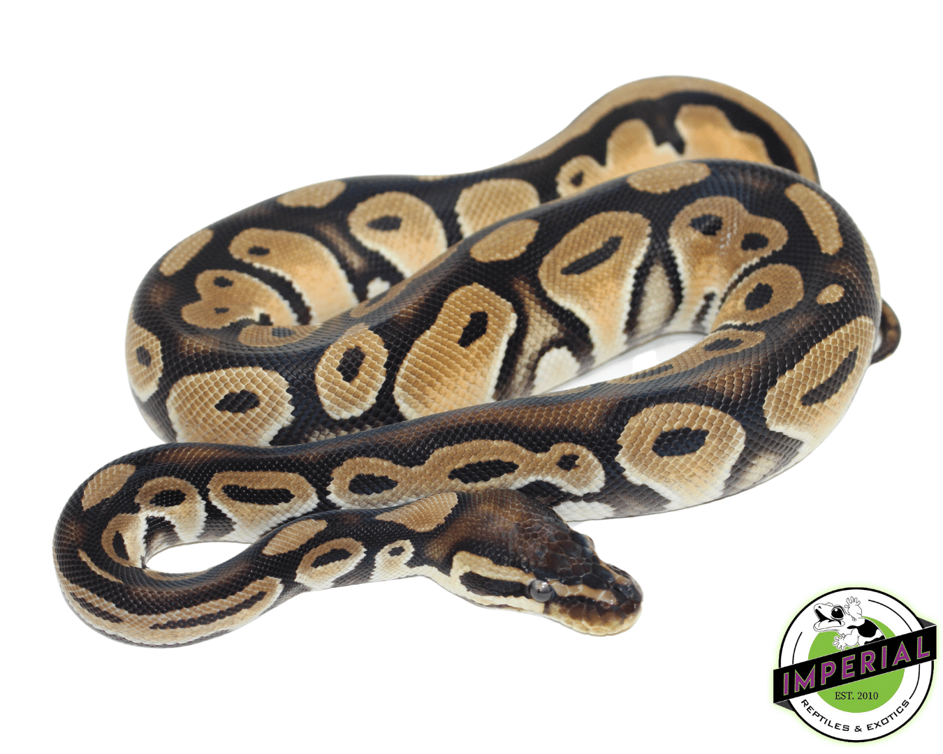 Orange Dream HRA Ball Python — image 2