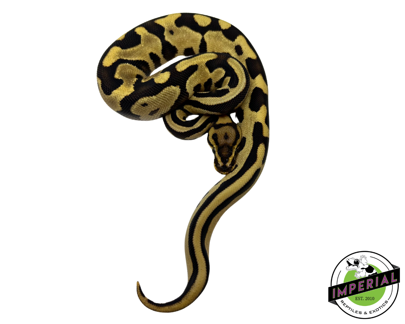 Orange Dream Leopard Ball Python — image 3