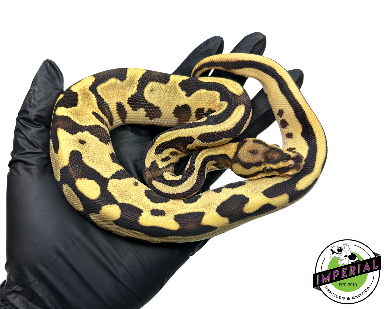Orange Dream Leopard Ball Python — image 2