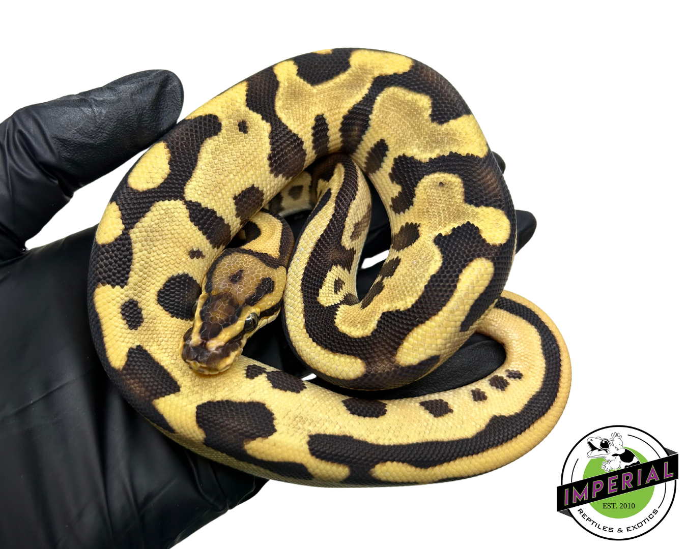 Orange Dream Leopard Ball Python