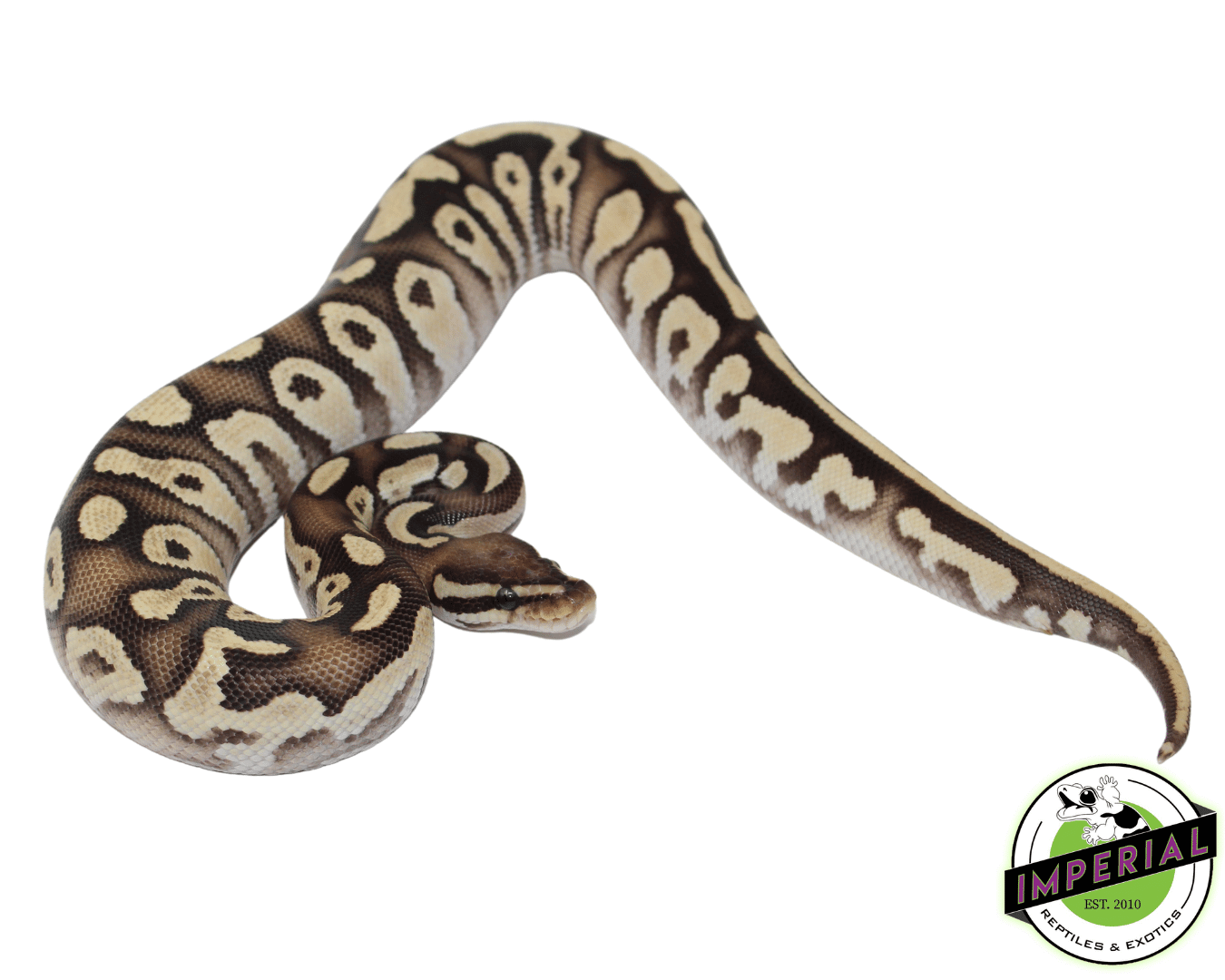 Orange Dream Mystic Fire Ball Python